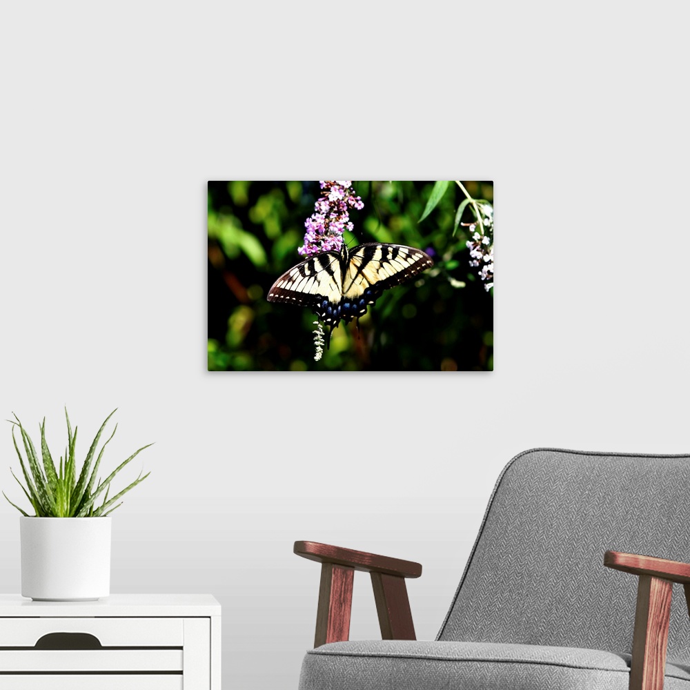 A modern room featuring Giant Swallowtail