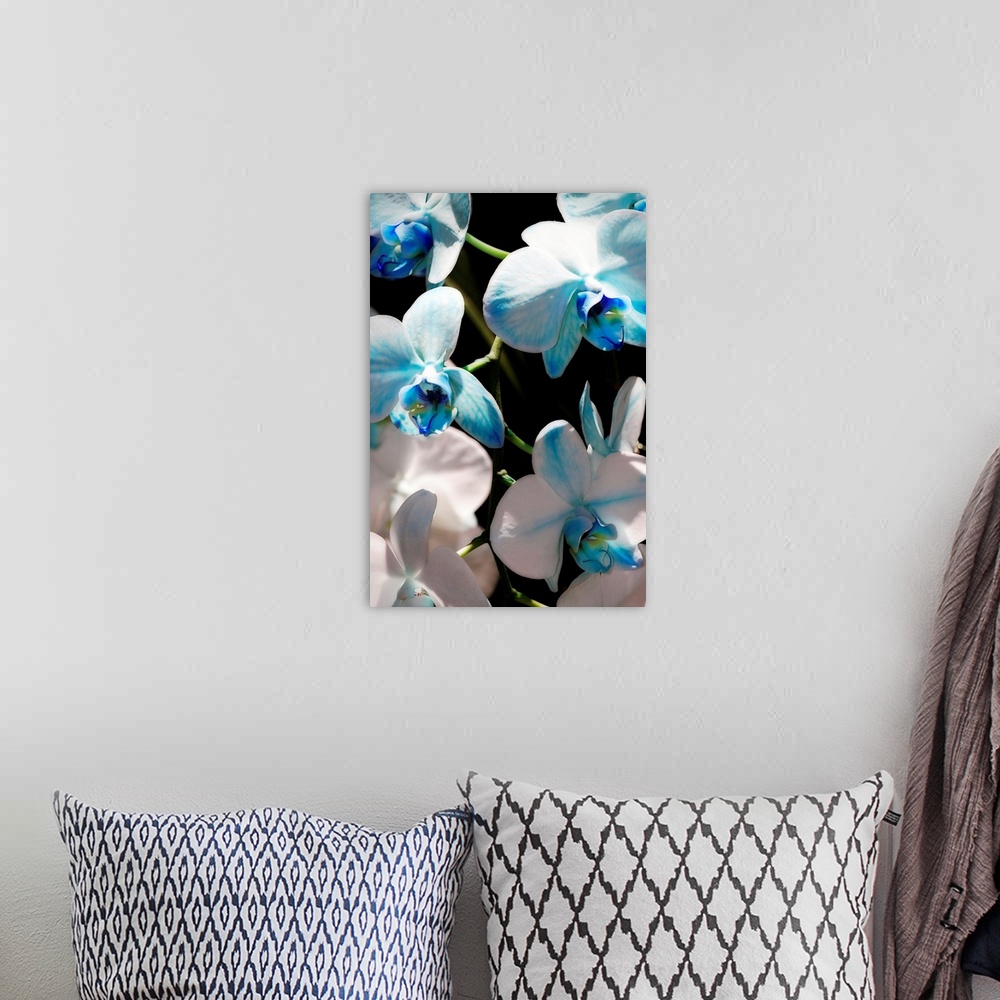 A bohemian room featuring Tall canvas image of flowers against a black background.