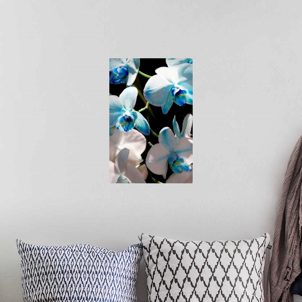 A bohemian room featuring Tall canvas image of flowers against a black background.
