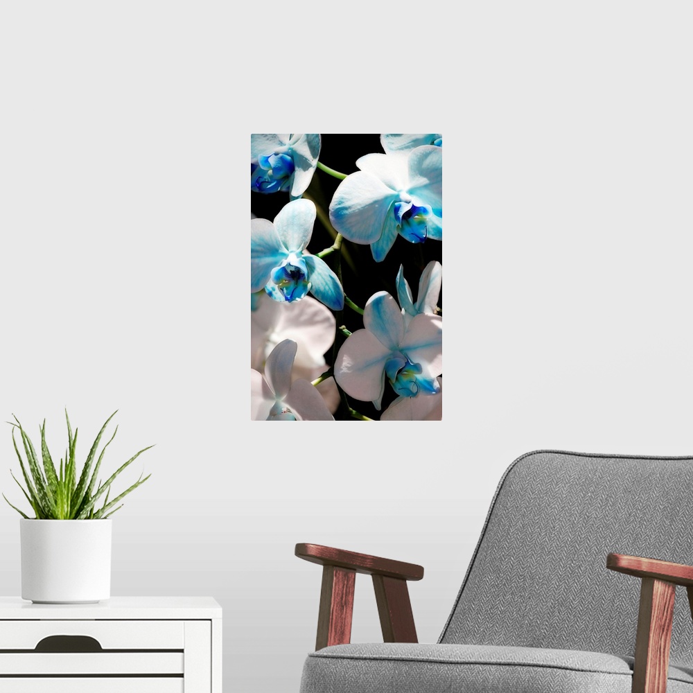A modern room featuring Tall canvas image of flowers against a black background.