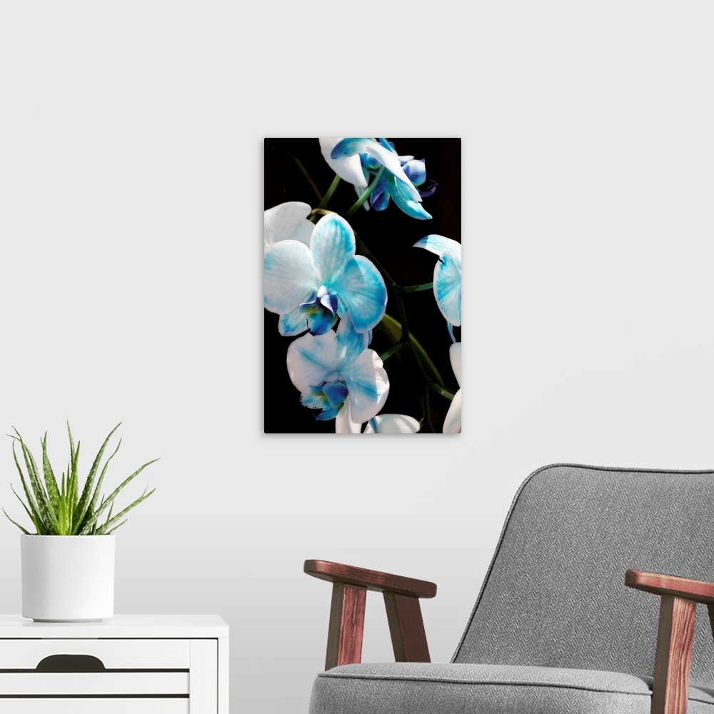 A modern room featuring A cluster of blue and white orchids on a green vine bask in the sun.