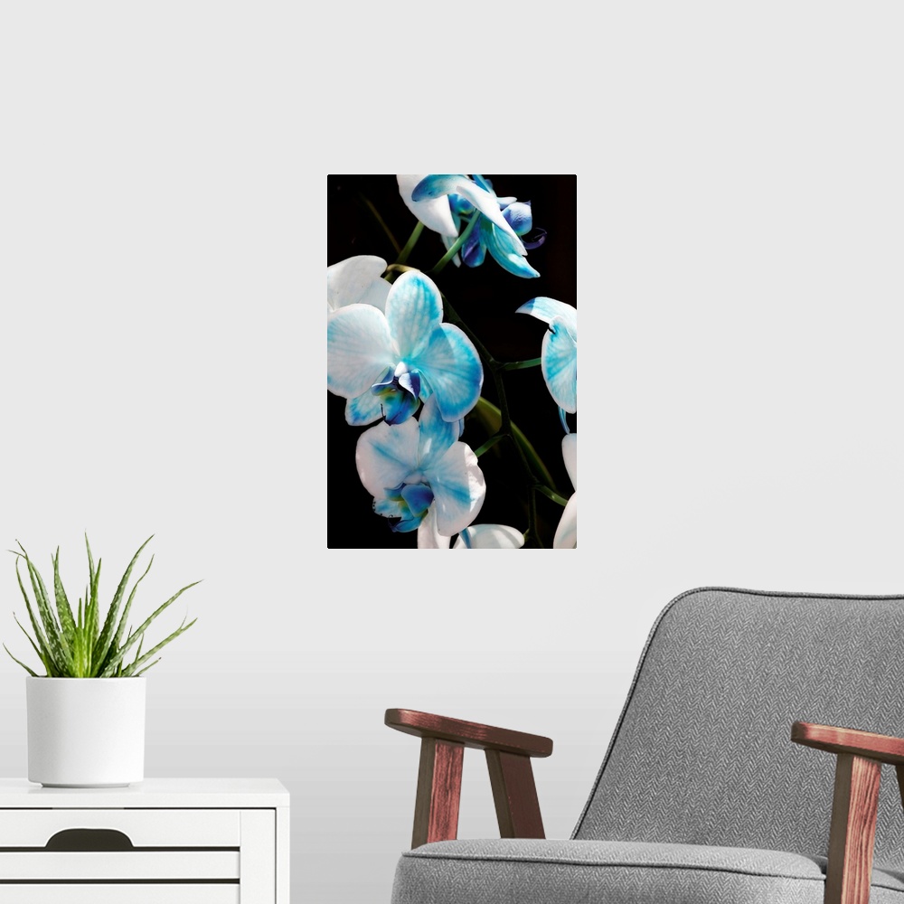 A modern room featuring A cluster of blue and white orchids on a green vine bask in the sun.