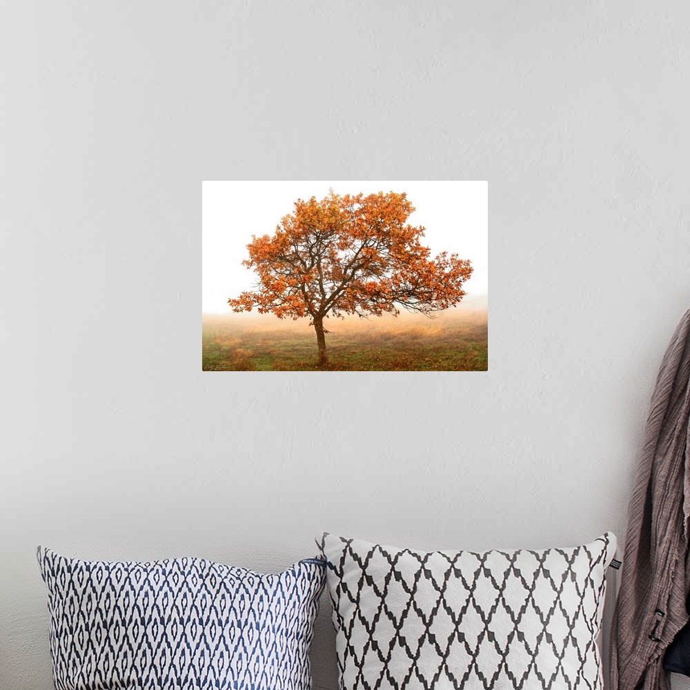 A bohemian room featuring Nature photo of a single oak tree with turning color leaves in the middle of a foggy pasture.