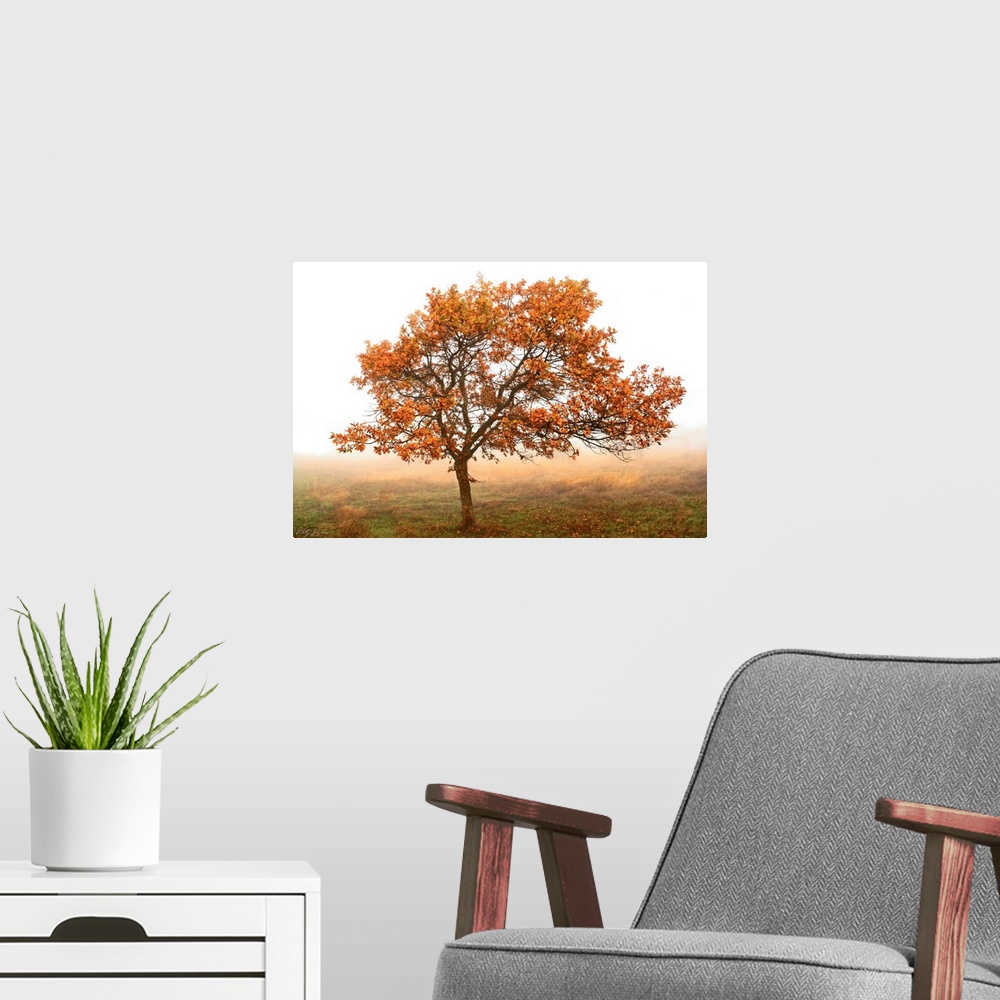 A modern room featuring Nature photo of a single oak tree with turning color leaves in the middle of a foggy pasture.