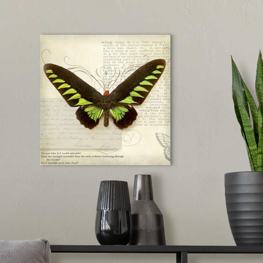 A modern room featuring Butterflies Script VI