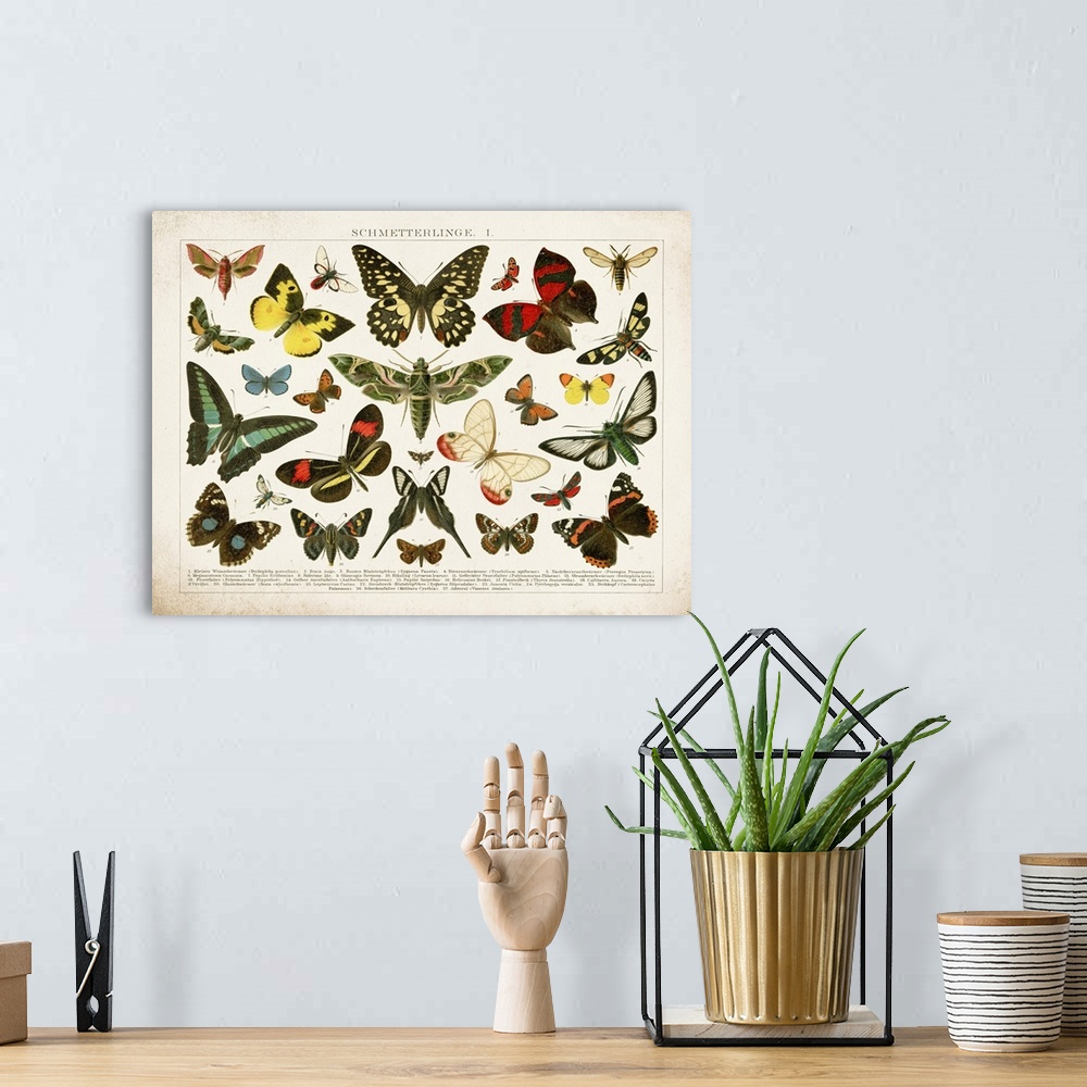 A bohemian room featuring Butterfly Chart
