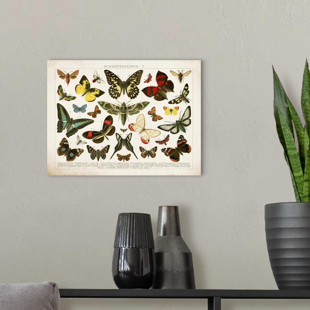 A modern room featuring Butterfly Chart