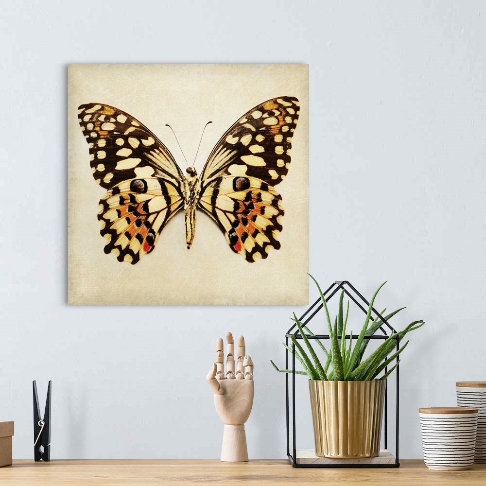 A bohemian room featuring Butterfly VI