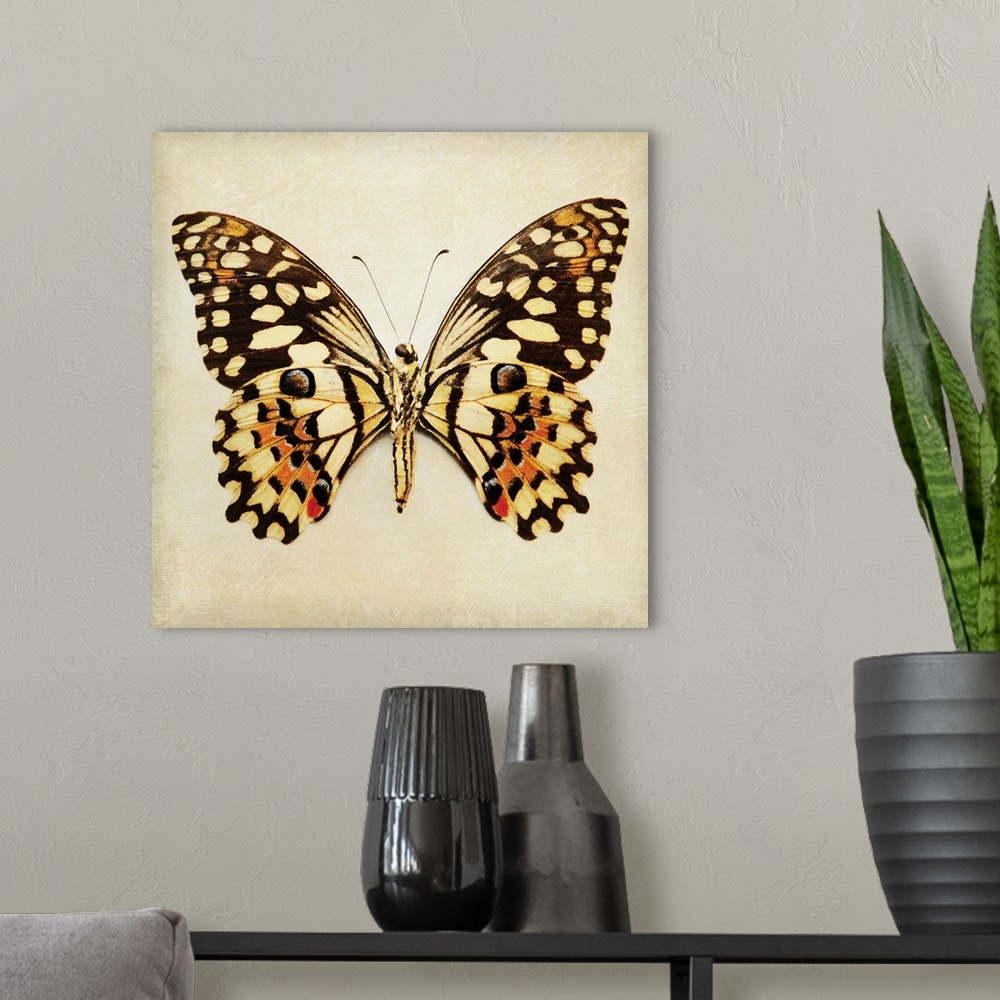 A modern room featuring Butterfly VI