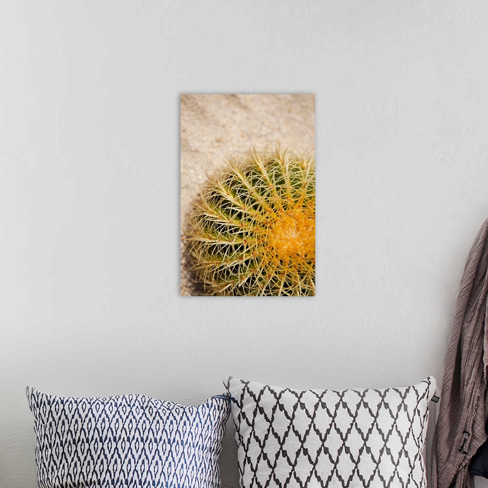 A bohemian room featuring Close up of a round cactus covered in spines.