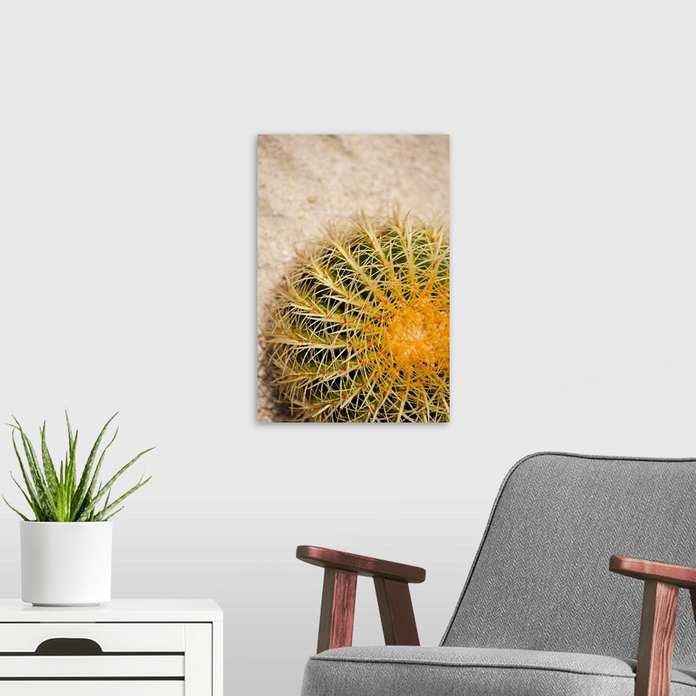 A modern room featuring Close up of a round cactus covered in spines.