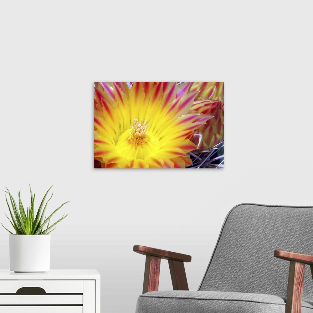 A modern room featuring Cactus Flower I