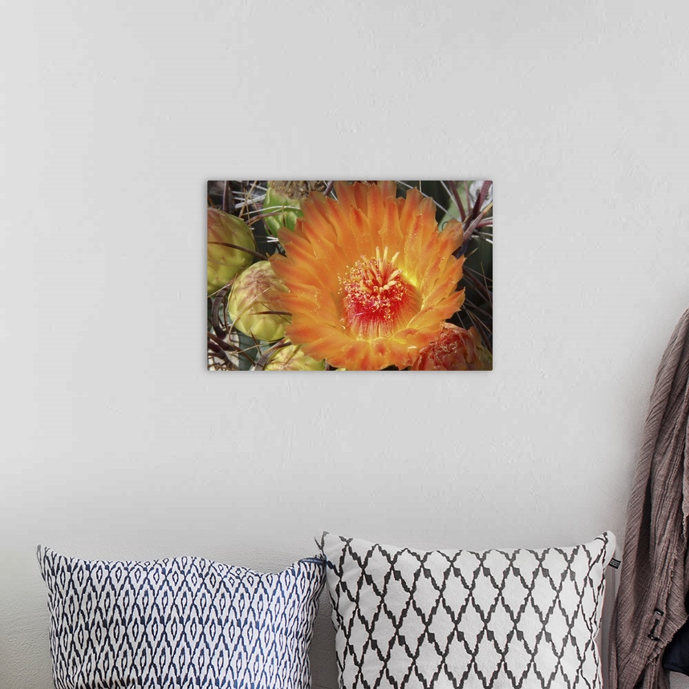 A bohemian room featuring Cactus Flower II