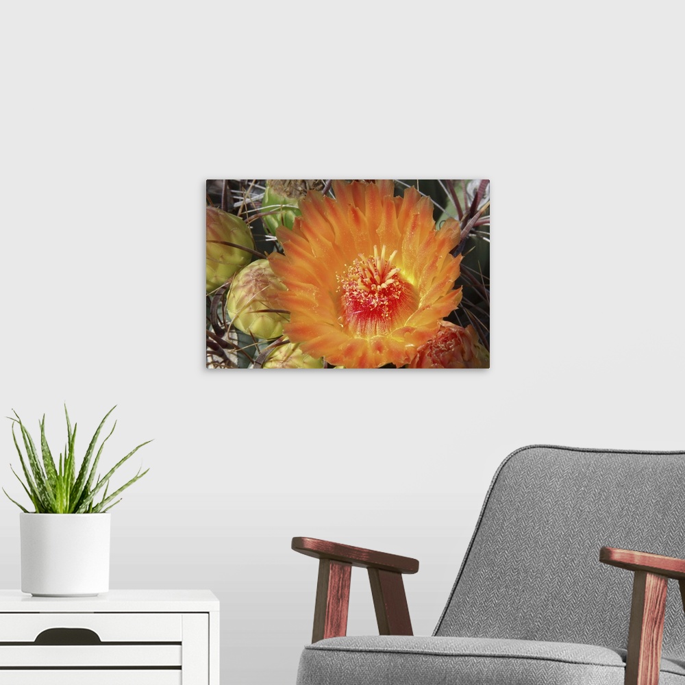 A modern room featuring Cactus Flower II