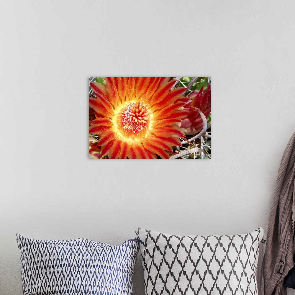 A bohemian room featuring Cactus Flower IV