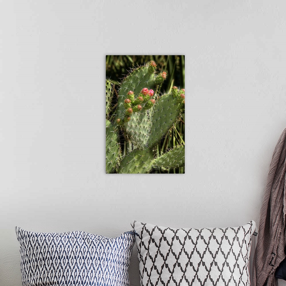 A bohemian room featuring Close up of blooming flowers on a cactus covered in spines.