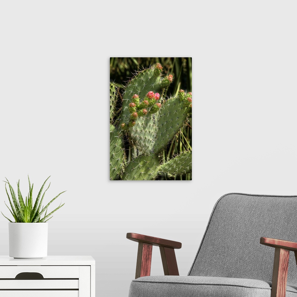 A modern room featuring Close up of blooming flowers on a cactus covered in spines.
