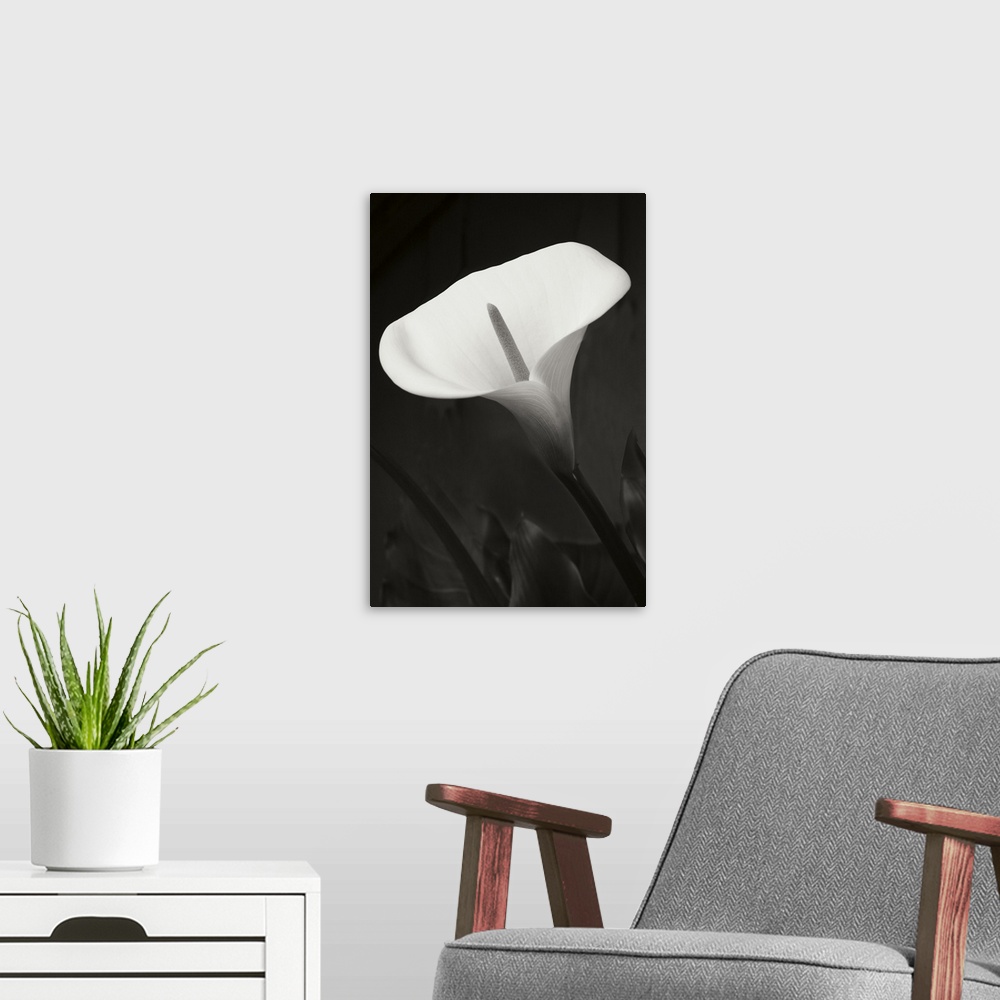 A modern room featuring Calla Lily Perfection I