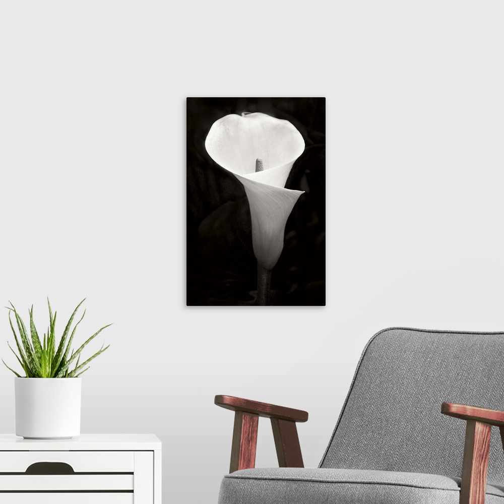 A modern room featuring Calla Lily Perfection IV