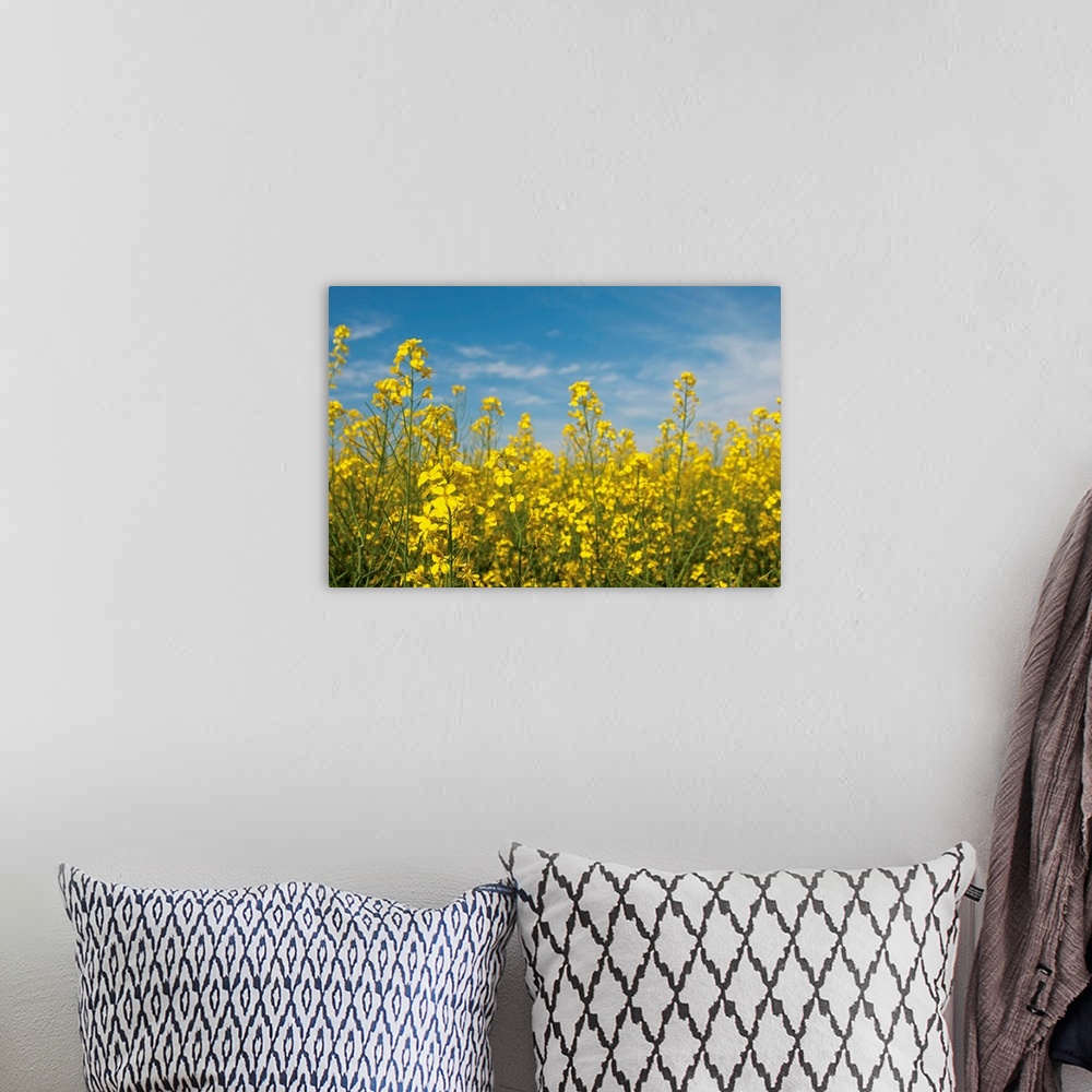 A bohemian room featuring Canola Blossoms