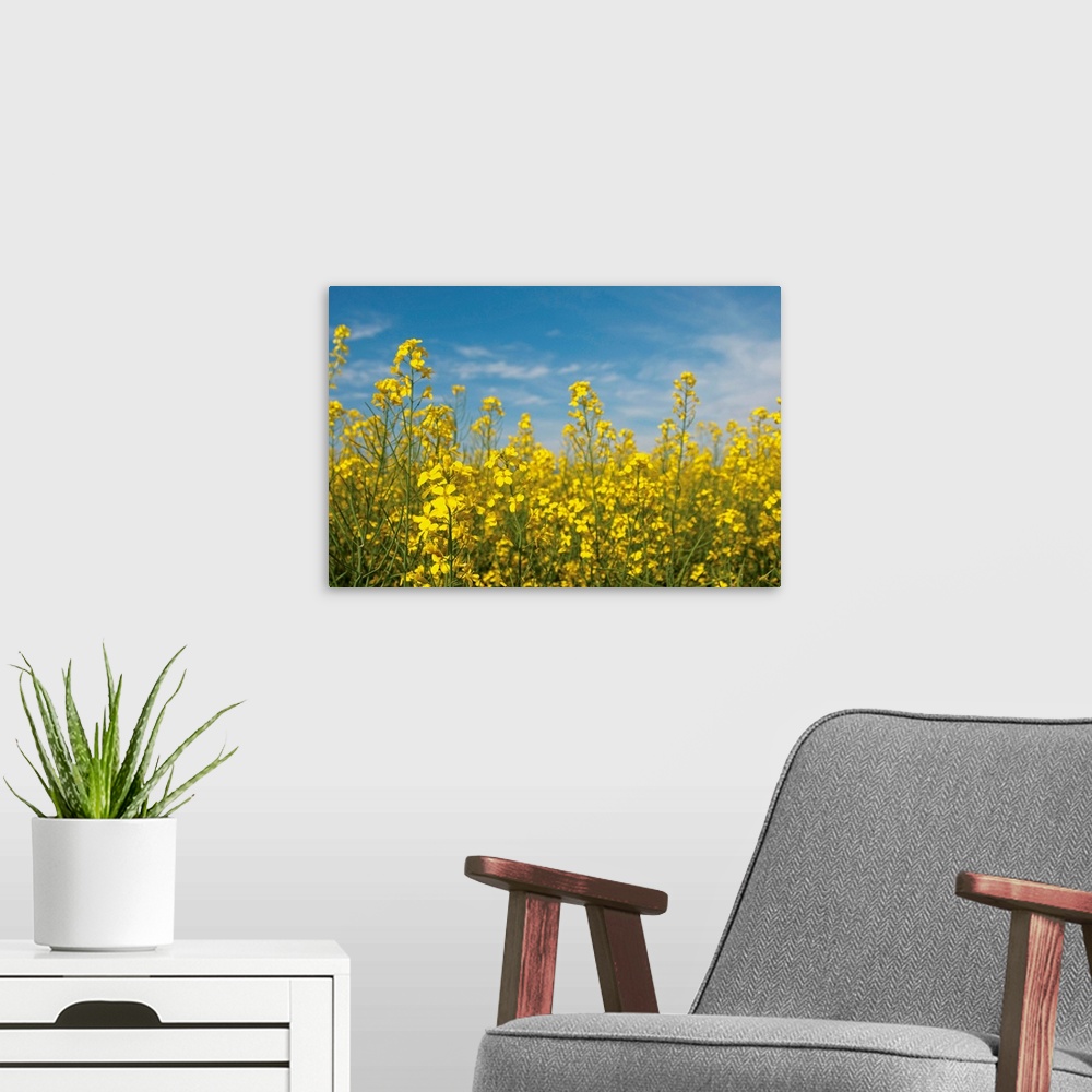 A modern room featuring Canola Blossoms