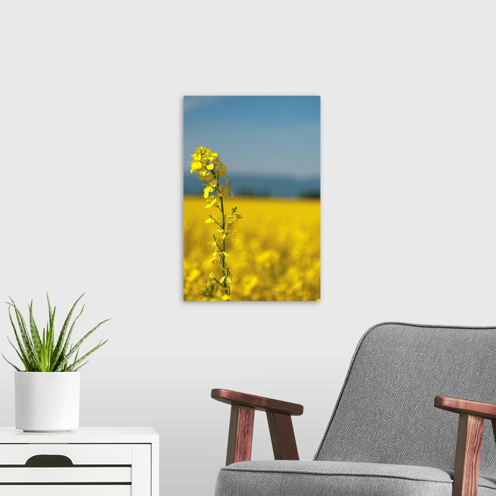A modern room featuring Canola Close-up