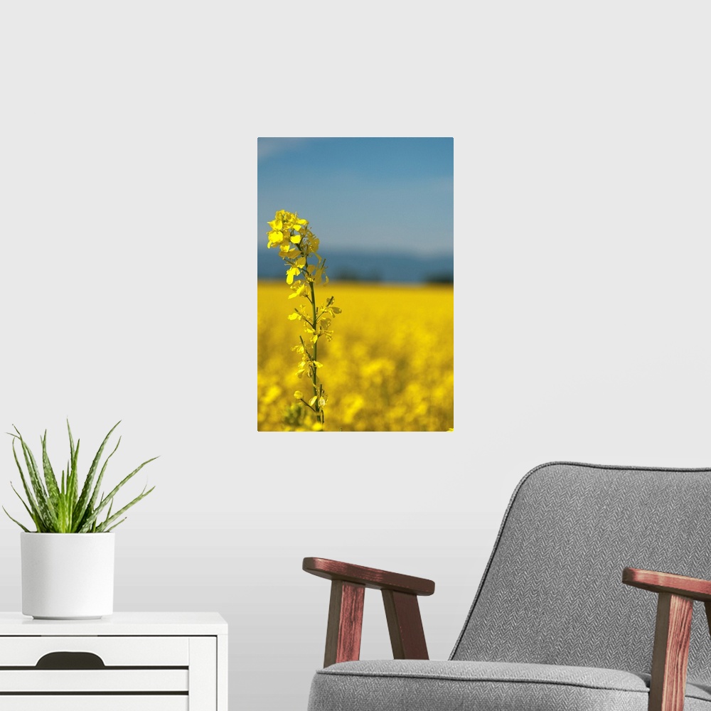A modern room featuring Canola Close-up