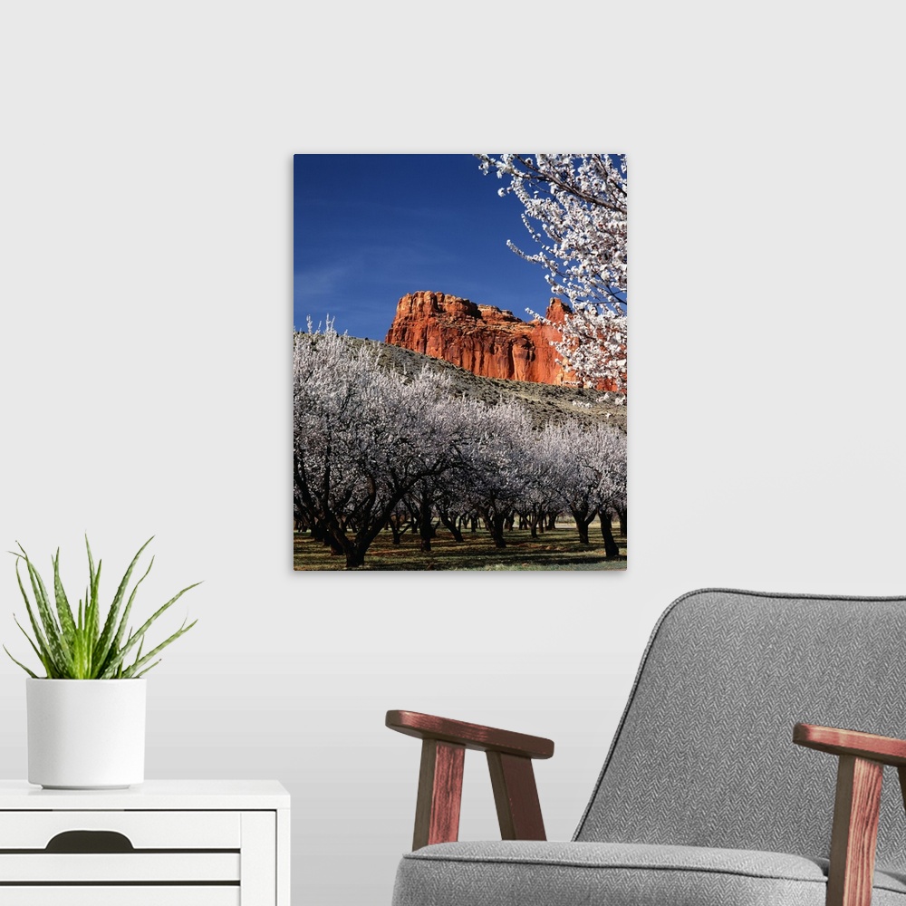 A modern room featuring Landscape photograph of orchard trees with white blossoms and a rock formation from Capitol Reef ...