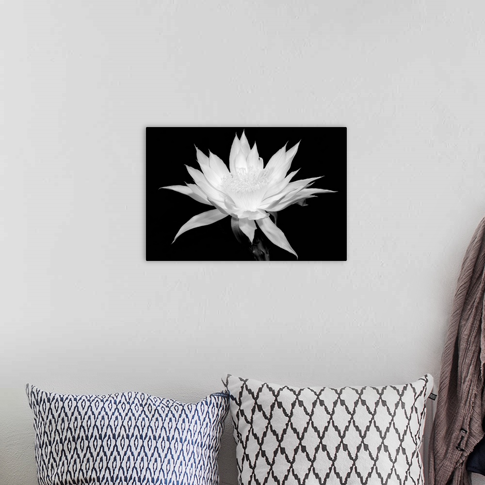 A bohemian room featuring Cereus - Black and White
