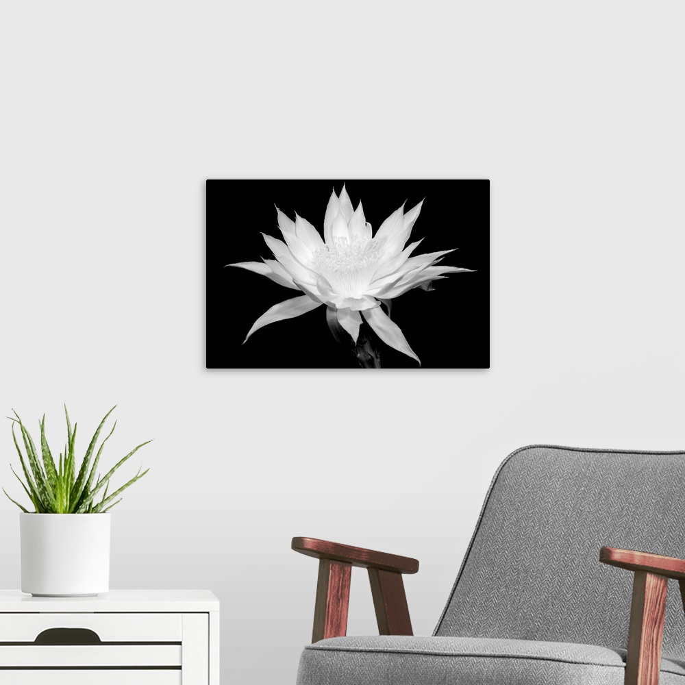 A modern room featuring Cereus - Black and White