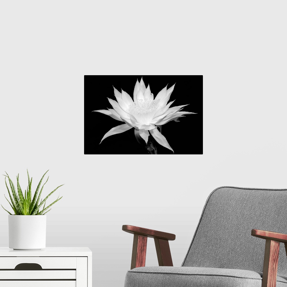 A modern room featuring Cereus - Black and White