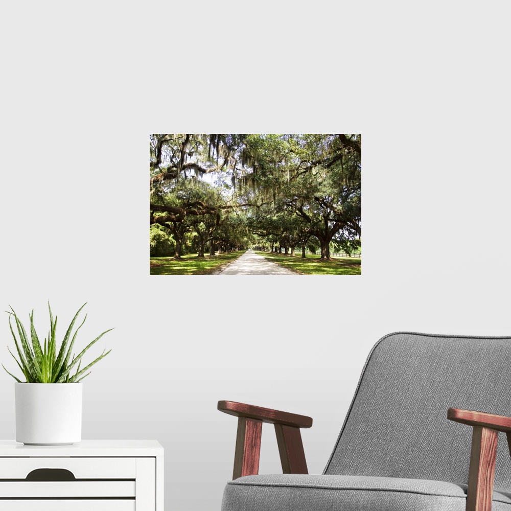 A modern room featuring Photograph of large oak trees lining a path.