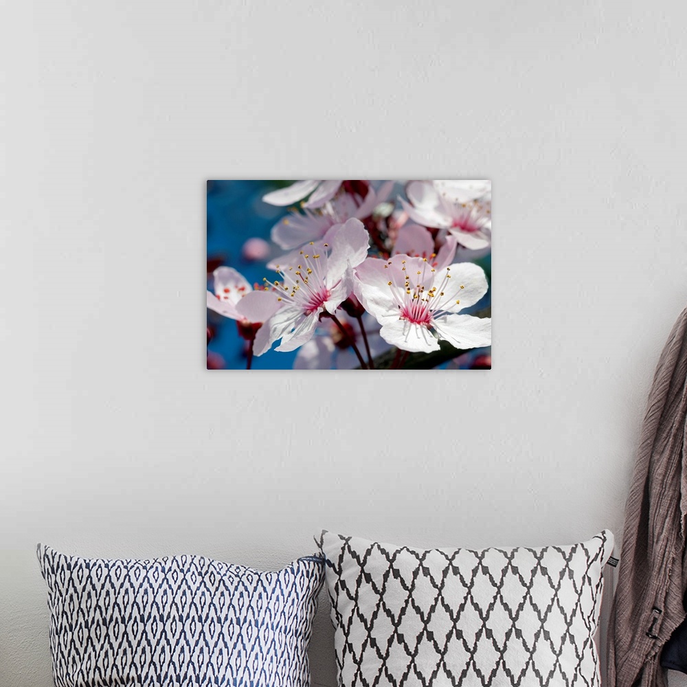 A bohemian room featuring Nature photo of cherry blossoms in full bloom on a branch on a blue sky day.