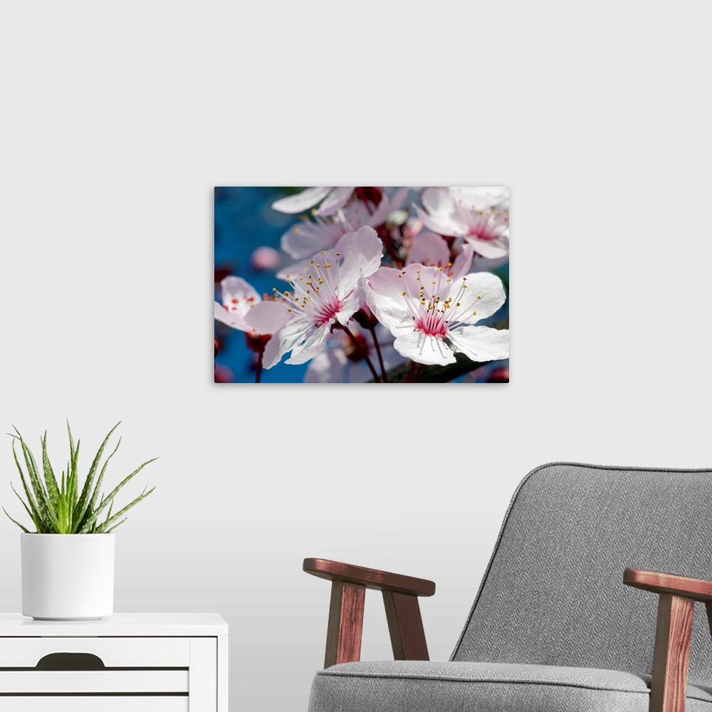 A modern room featuring Nature photo of cherry blossoms in full bloom on a branch on a blue sky day.