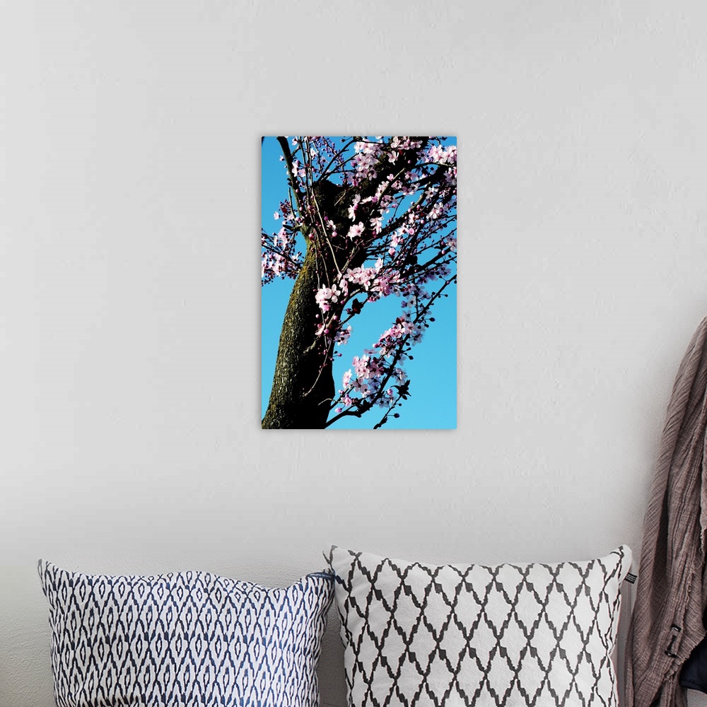 A bohemian room featuring Cherry Blossom III