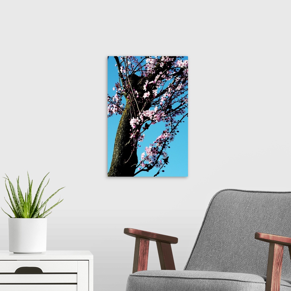 A modern room featuring Cherry Blossom III