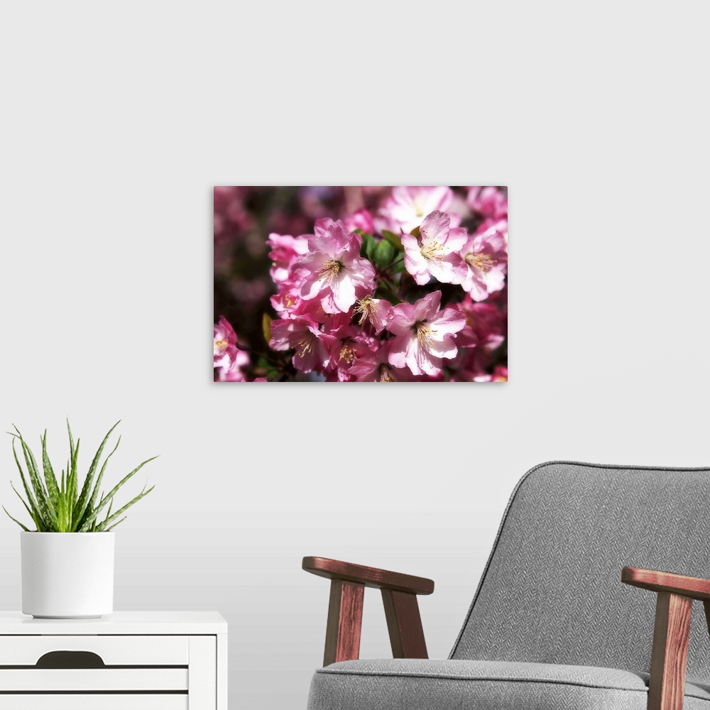 A modern room featuring Cherry Blossoms I