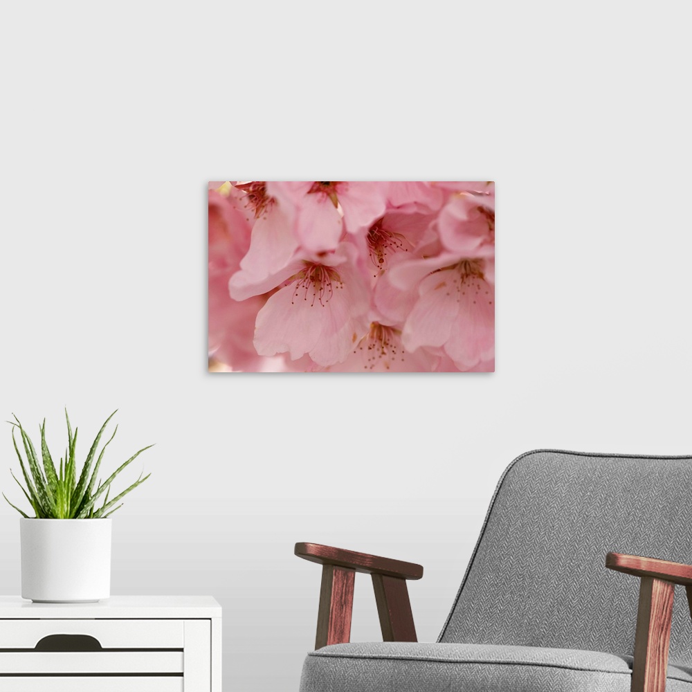 A modern room featuring Cherry Blossoms II