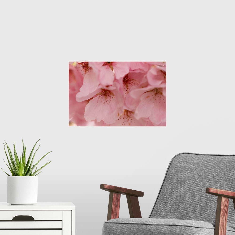 A modern room featuring Cherry Blossoms II