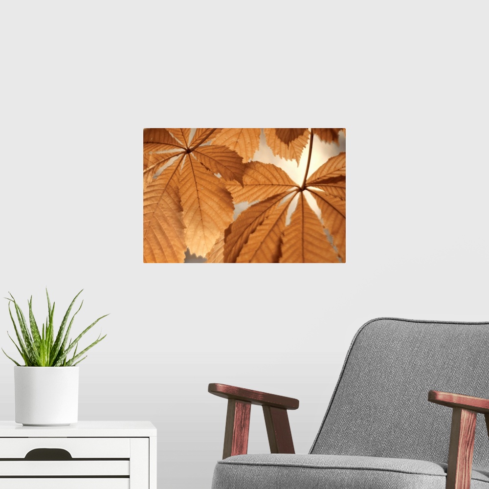 A modern room featuring Chestnut Leaves Duet I Brown