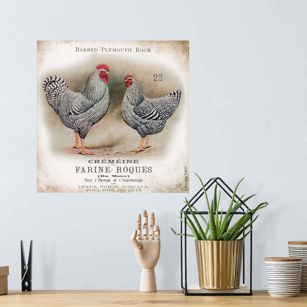 A bohemian room featuring Vintage artwork of the Barred Plylmouth Rock chicken breed.