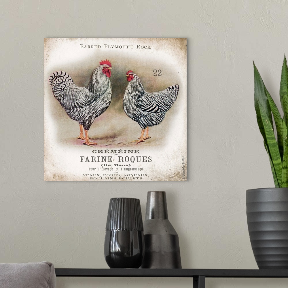 A modern room featuring Vintage artwork of the Barred Plylmouth Rock chicken breed.