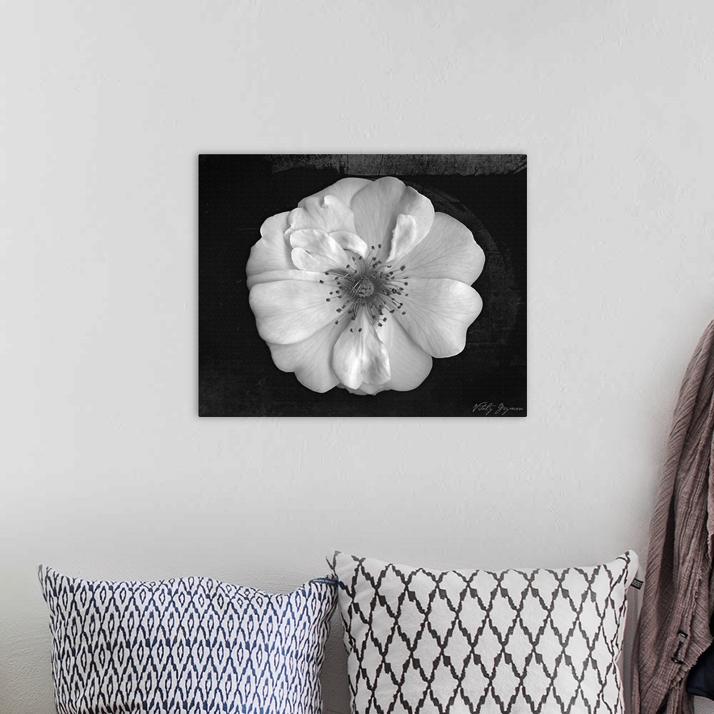 A bohemian room featuring Large zoomed in view of a flower on a dark background.