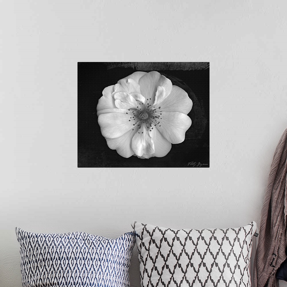 A bohemian room featuring Large zoomed in view of a flower on a dark background.