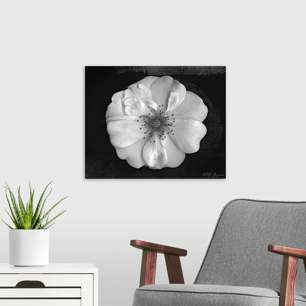 A modern room featuring Large zoomed in view of a flower on a dark background.