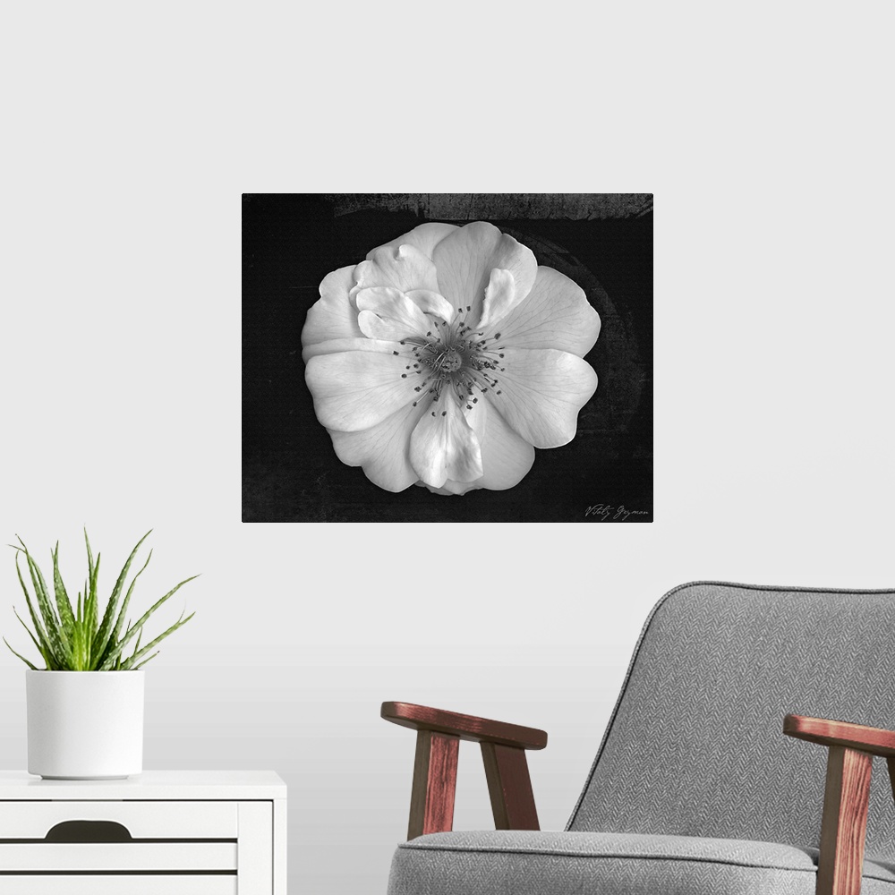 A modern room featuring Large zoomed in view of a flower on a dark background.