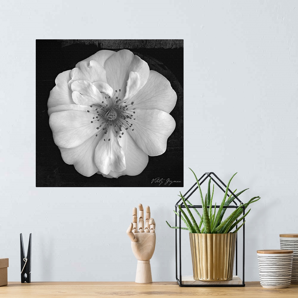 A bohemian room featuring Square canvas of the up close of a flower on a grungy and dark background.