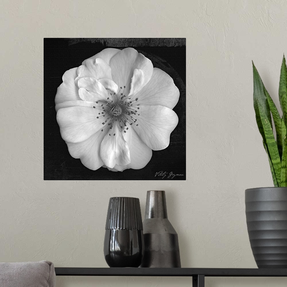 A modern room featuring Square canvas of the up close of a flower on a grungy and dark background.