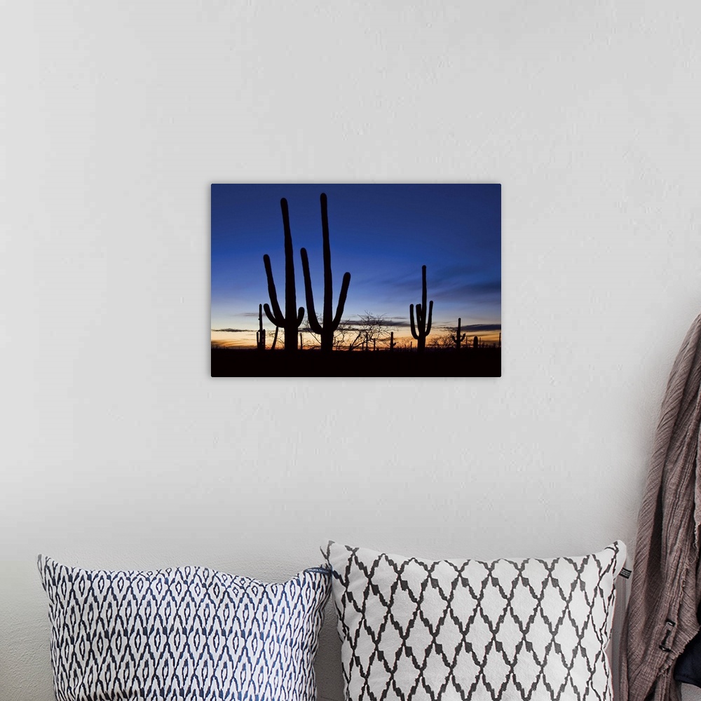 A bohemian room featuring Saguaro cacti at sunset in Saguaro National Park, Arizona