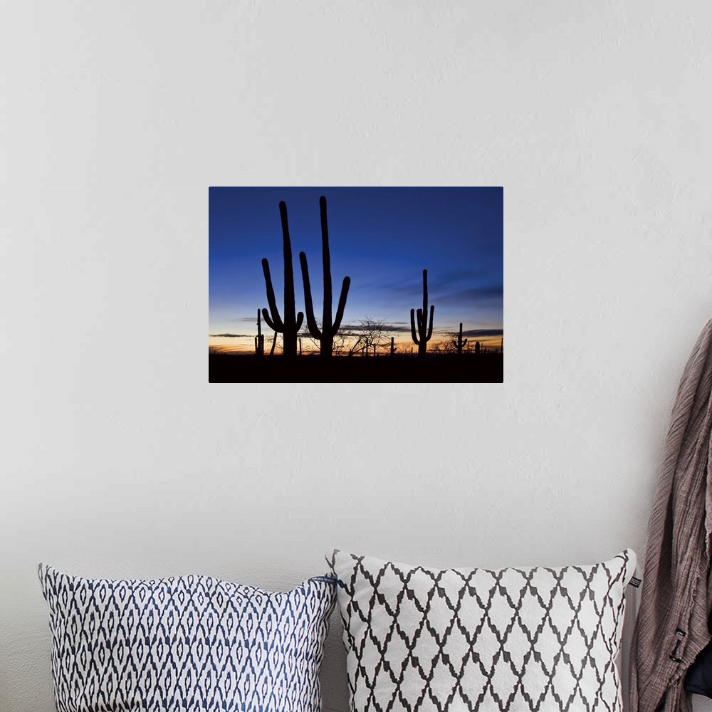 A bohemian room featuring Saguaro cacti at sunset in Saguaro National Park, Arizona